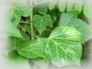 THP | Natur | Phytotherapie | Seminare